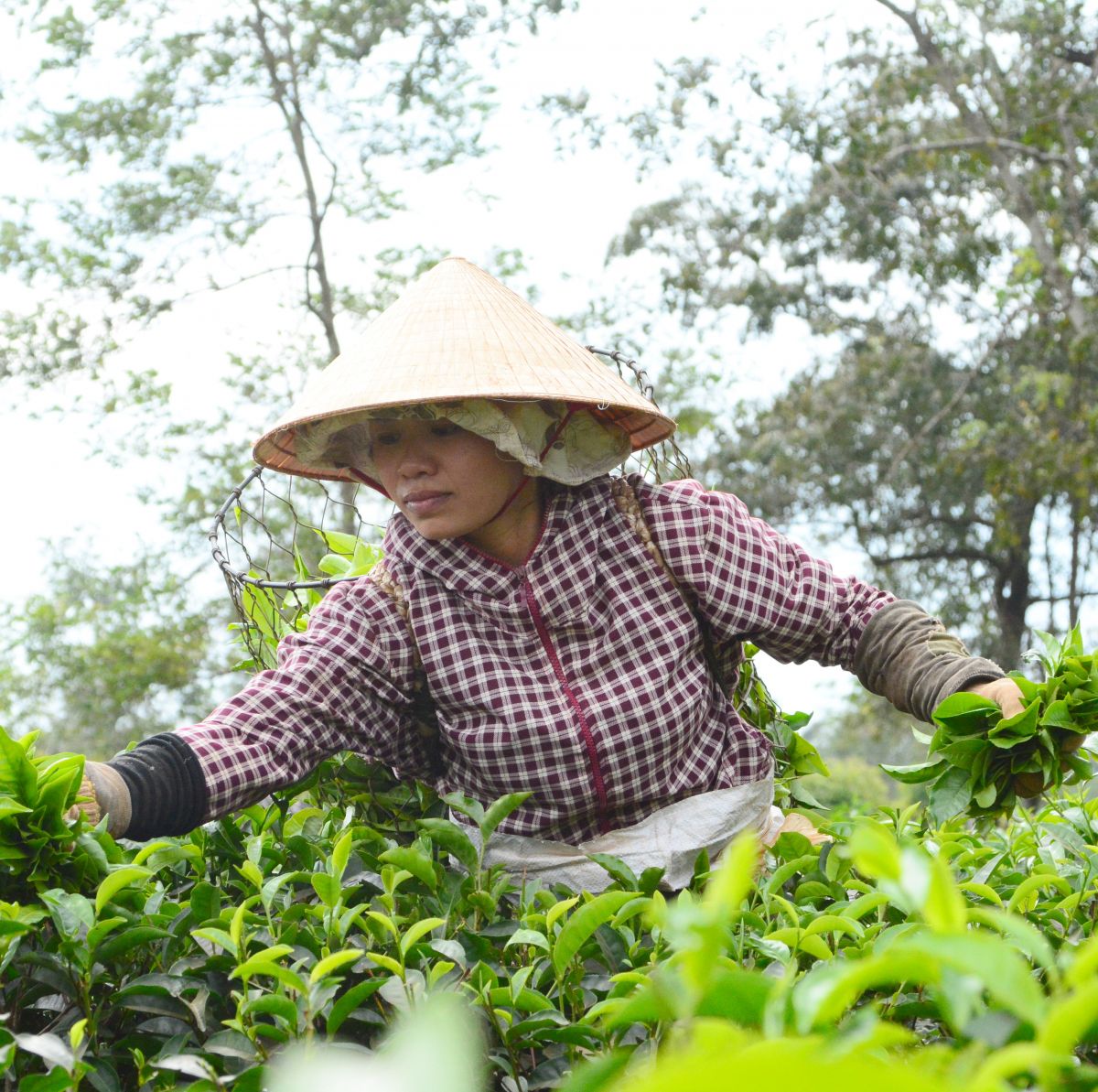 ĐỨC LONG GIA LAI CHÍNH THỨC LÀ NHÀ ĐẦU TƯ CHIẾN LƯỢC CÔNG TY CHÈ VÀ CÔNG TY CÀ PHÊ CỦA TỈNH GIA LAI