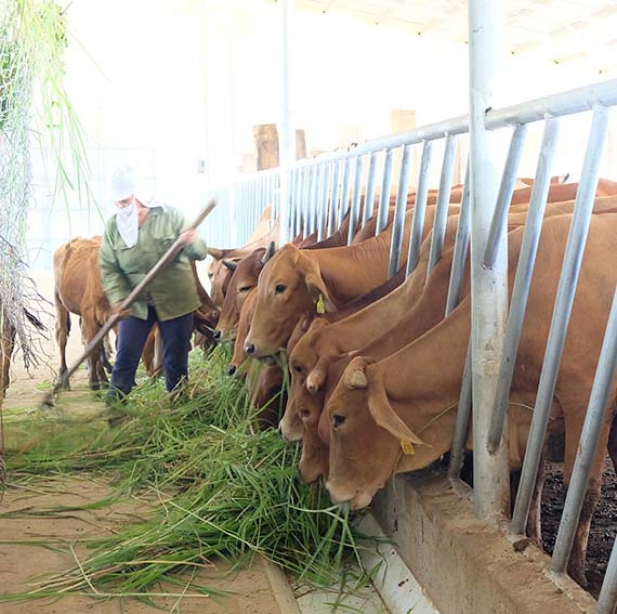 ĐỨC LONG GIA LAI: CHÍNH THỨC CÔNG BỐ DỰ ÁN CHĂN NUÔI QUY MÔ LỚN GẦN 11.000 TỶ ĐỒNG